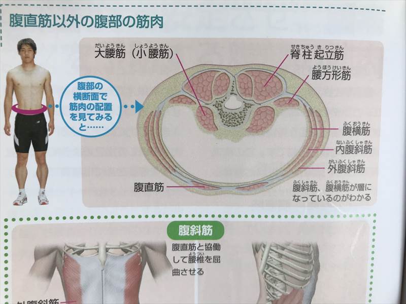 腹横筋