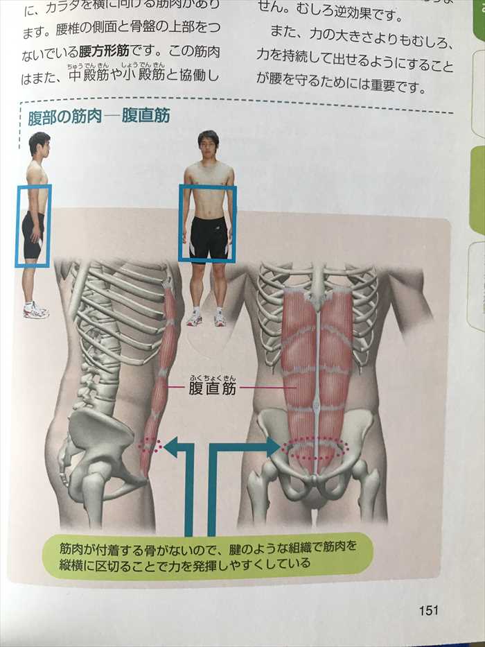 腹直筋　本