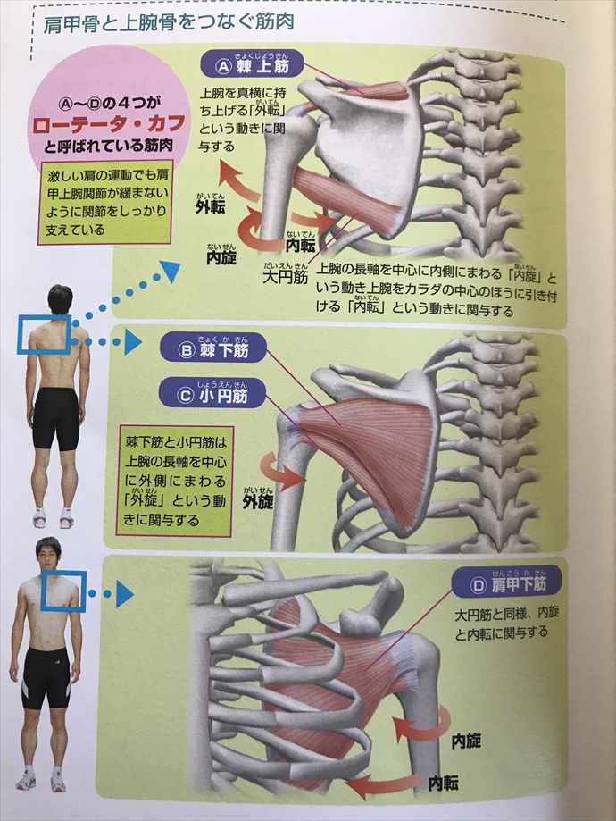 棘上筋