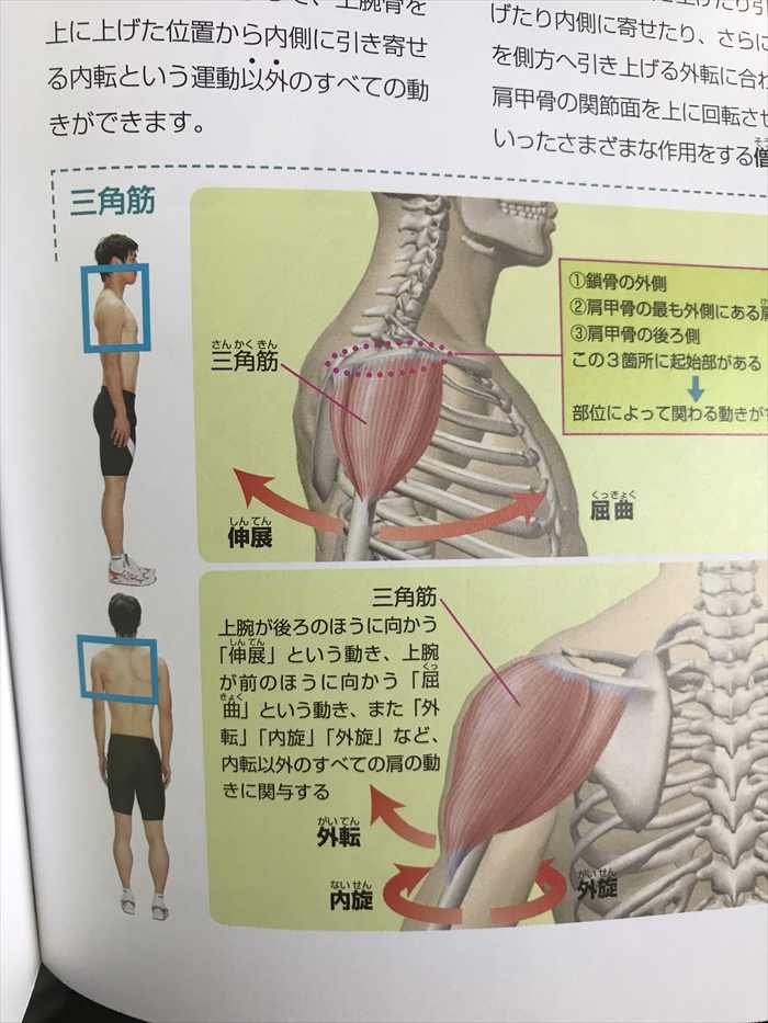 三角筋