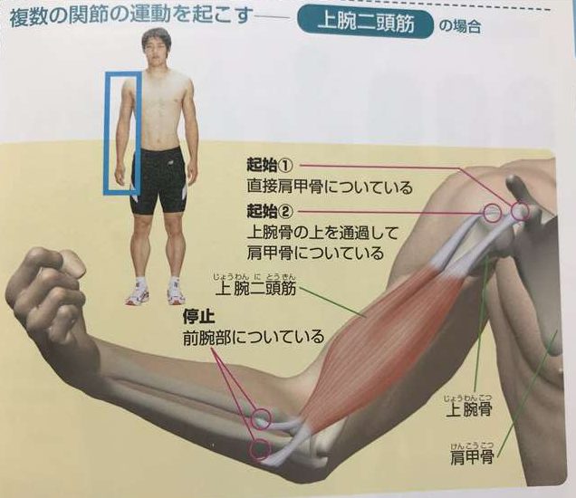 本　上腕二頭筋