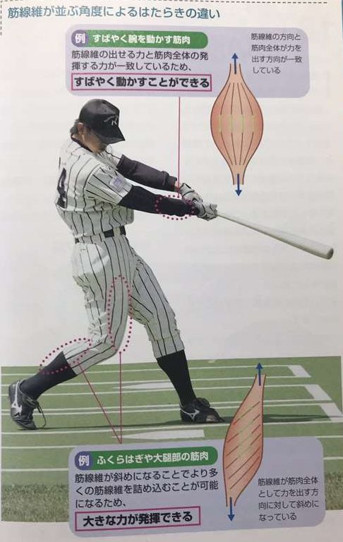 筋繊維の向き
