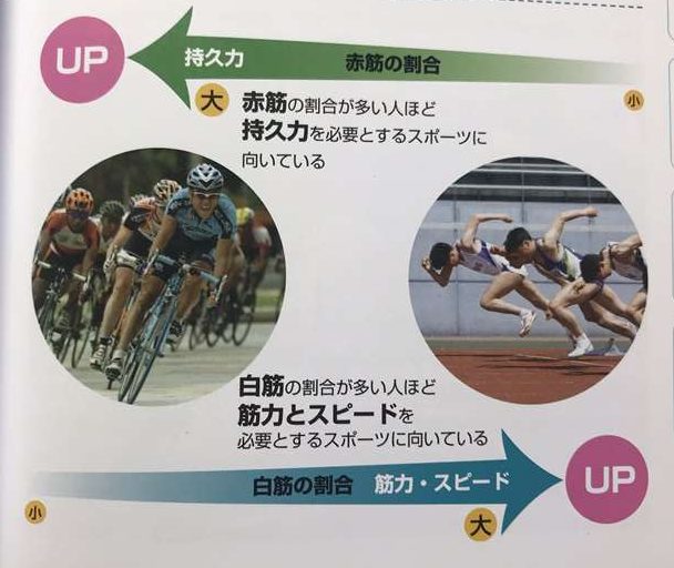 本　赤筋と白筋