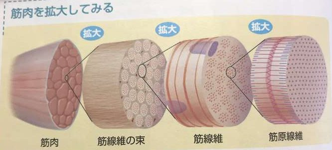 本　筋肉を分解した図