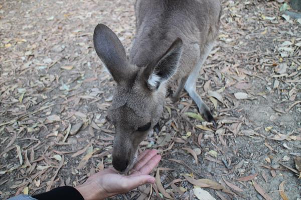 カンガルー　エサやり