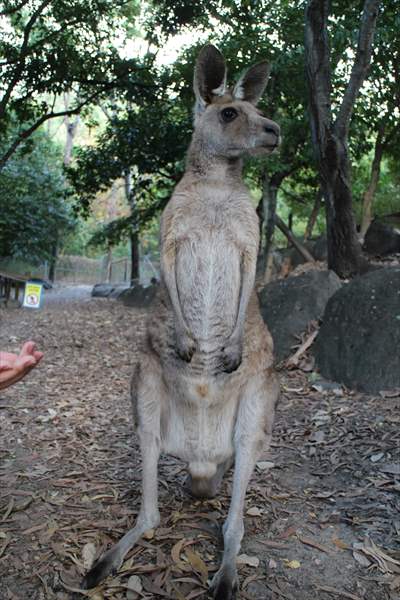 カンガルー