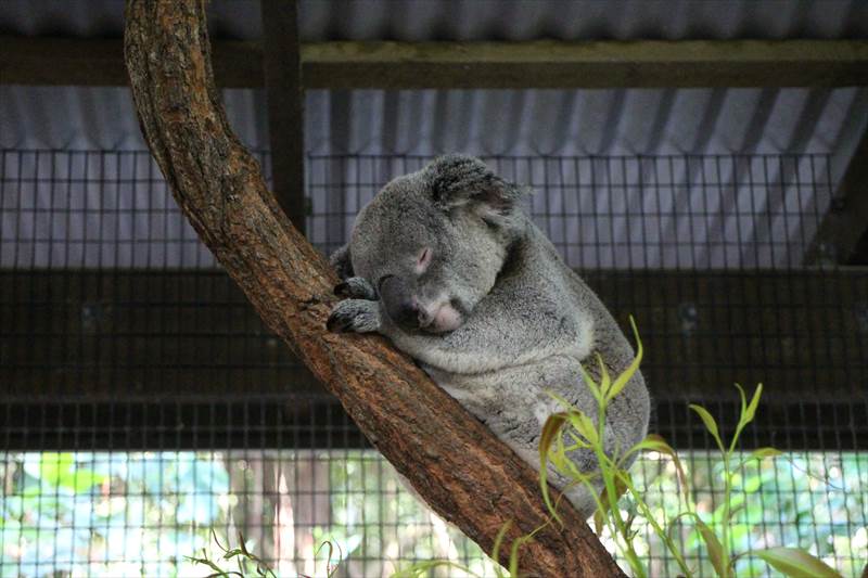 コアラ　木で眠る