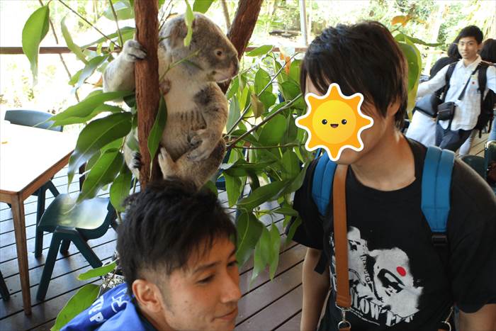 コアラ　近くで撮影