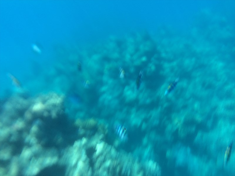 サンゴ礁　魚