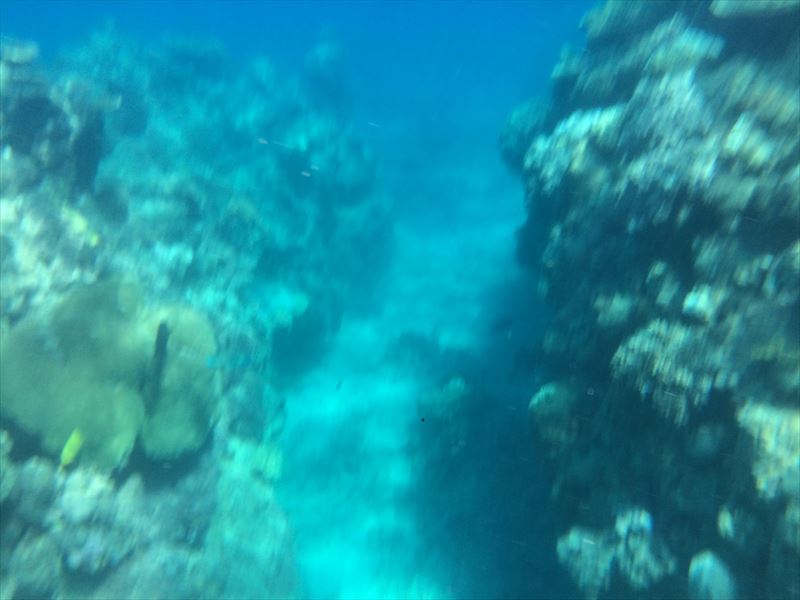 サンゴ礁　