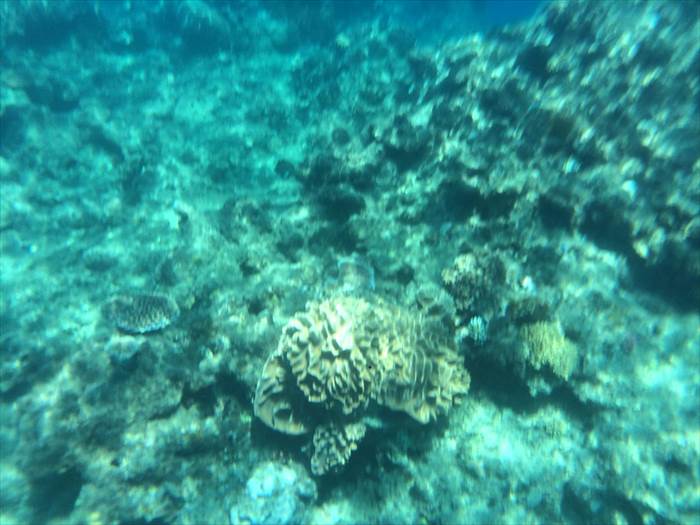 サンゴ礁　