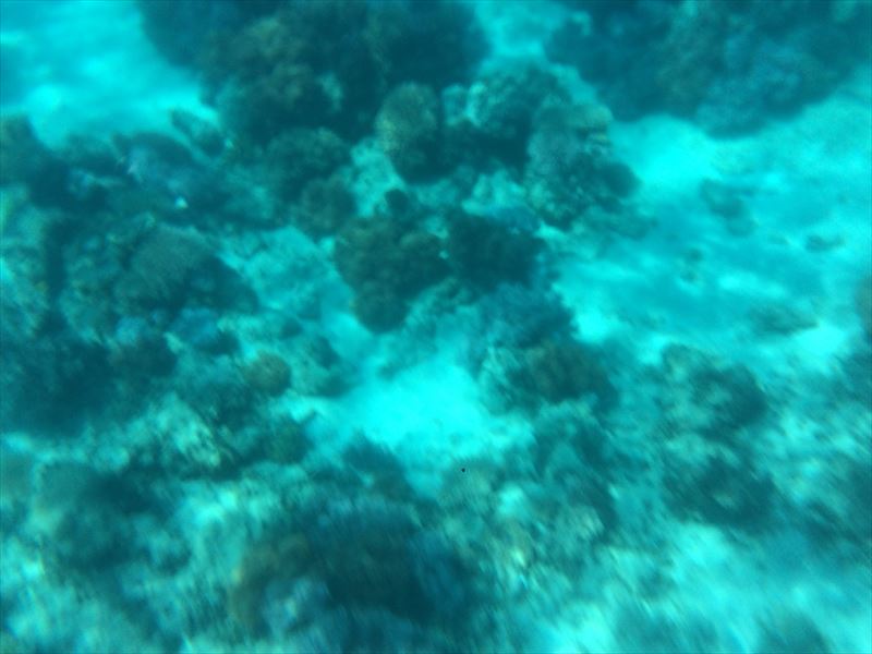 サンゴ礁　