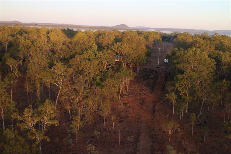 オーストラリア　森　