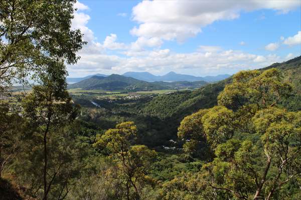 キュランダ　原生林