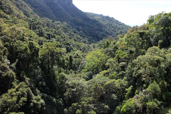 キュランダ　原生林