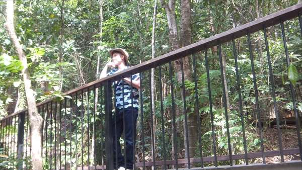 キュランダ　森