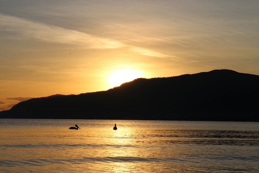 日の出　ペリカン