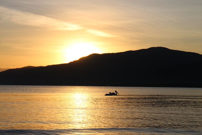 日の出　ペリカン