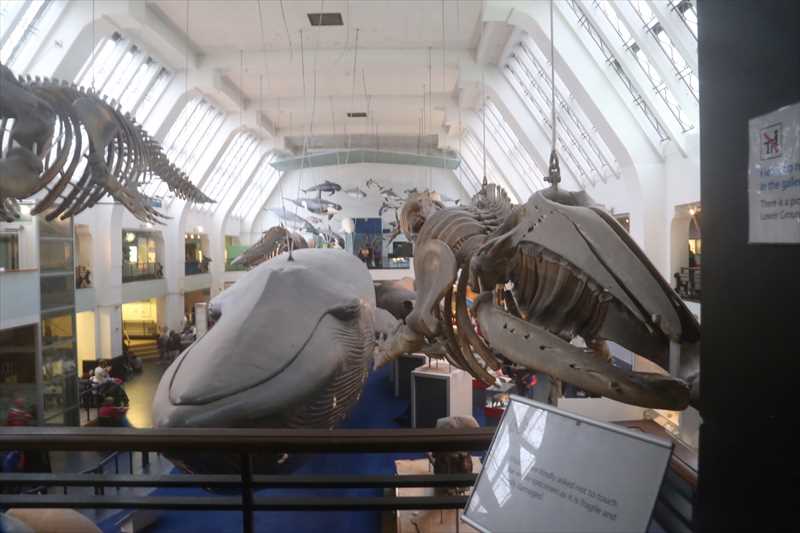 ロンドン自然博物館