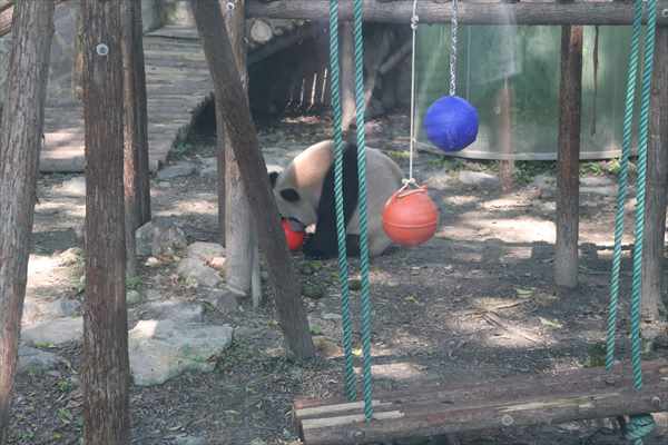 パンダ 上海動物園 ボール