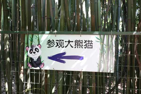 パンダ　上海動物園