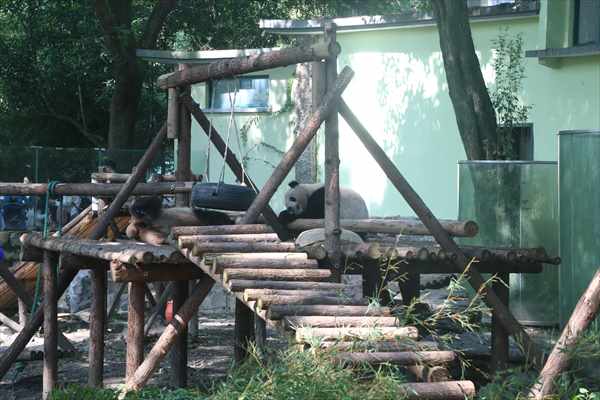 パンダ 上海動物園