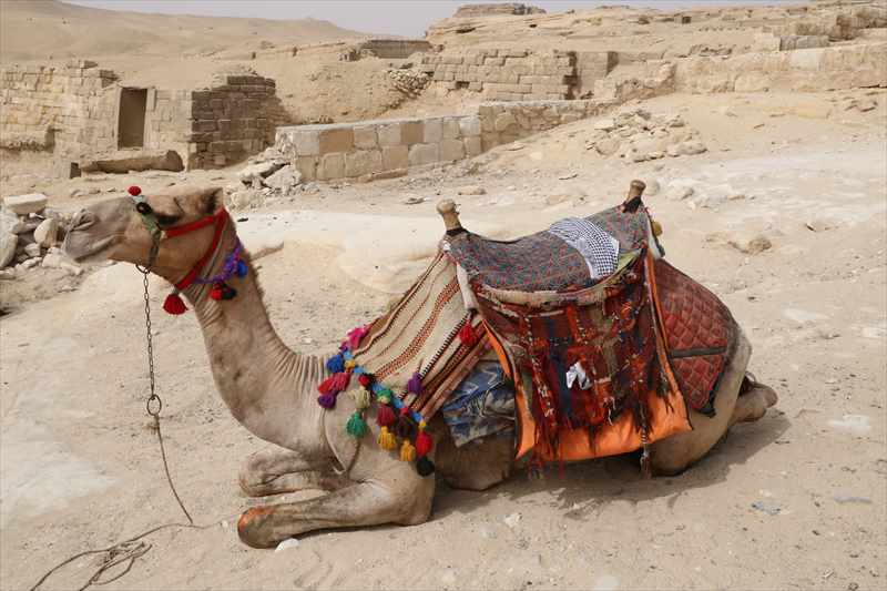 ピラミッド　ラクダ