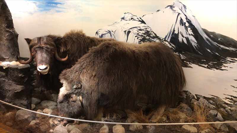 トロムソー 北極圏