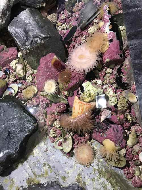 トロムソー　ポラリア　いそぎんちゃく