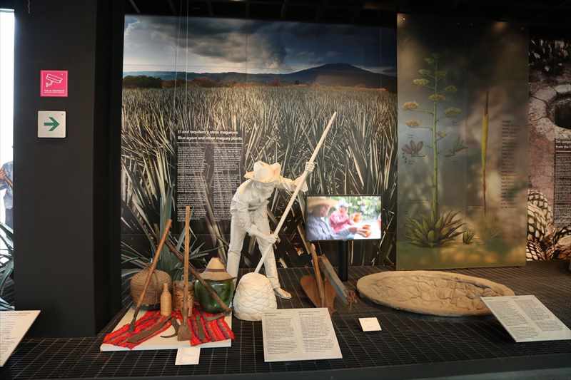 メキシコシティ　テキーラ・メスカル博物館　歴史
