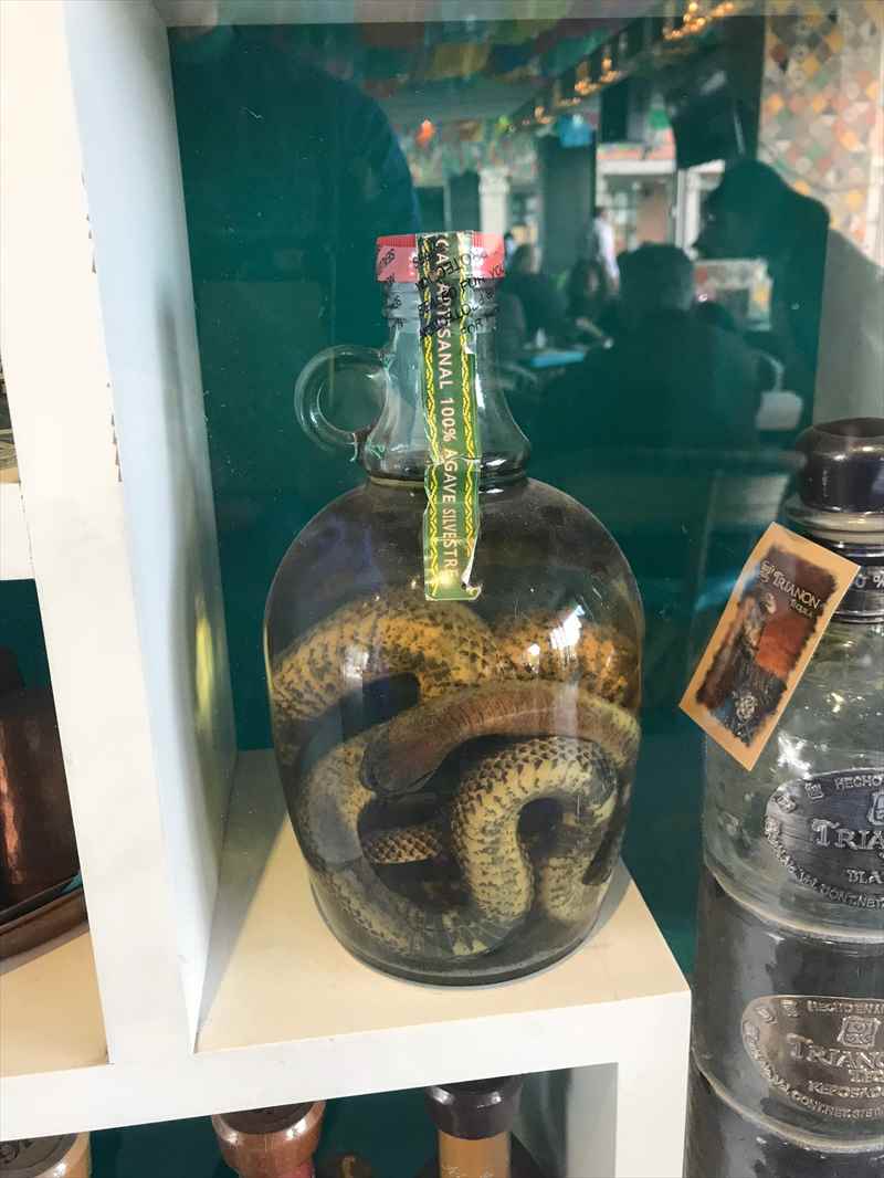 メキシコシティ　テキーラ・メスカル博物館　スネーク