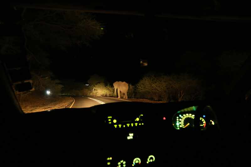 ジンバブエ　ゾウ