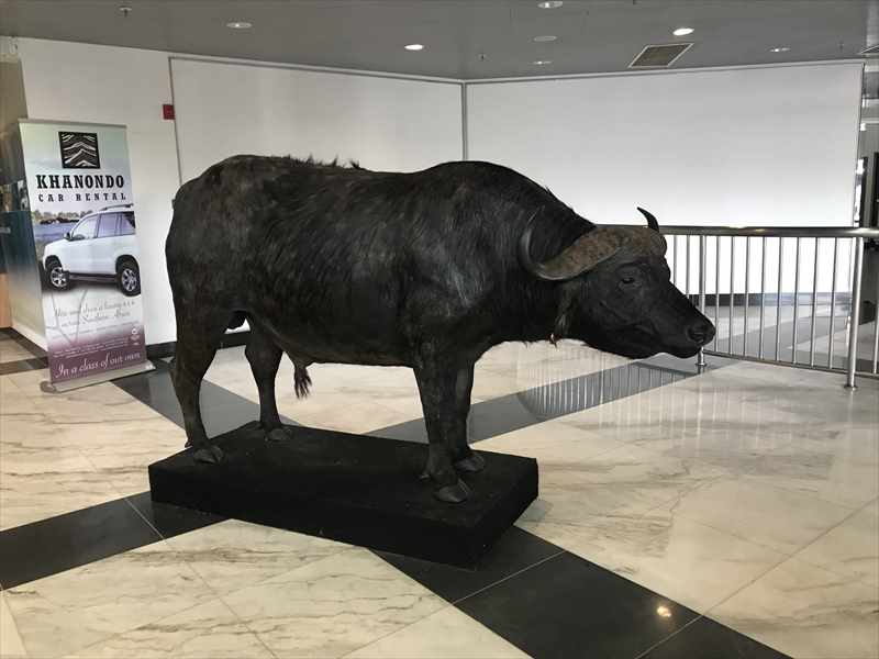 ビクトリアフォールズ バッファロー