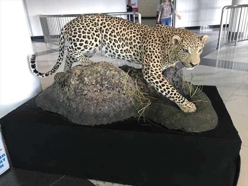 ビクトリアフォールズ チーター