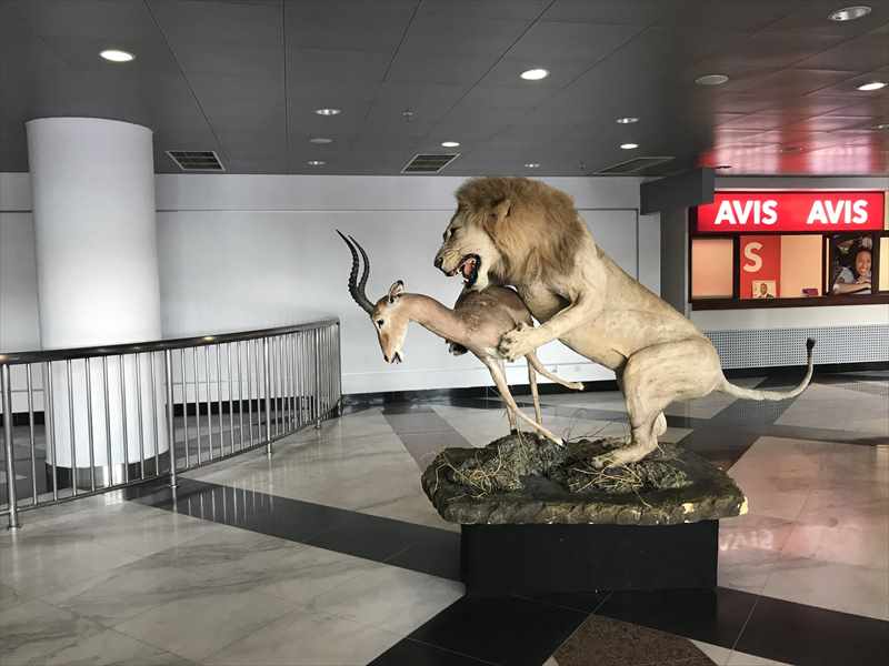 ビクトリアフォールズ ライオン