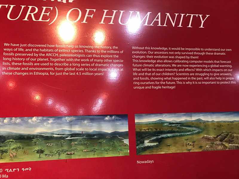 エチオピア 国立博物館 ルーシー