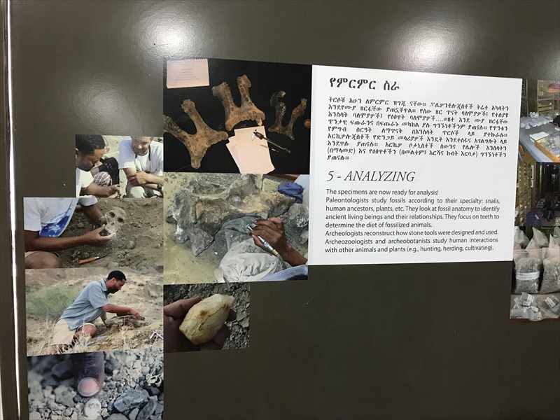 エチオピア 国立博物館 ルーシー 発掘