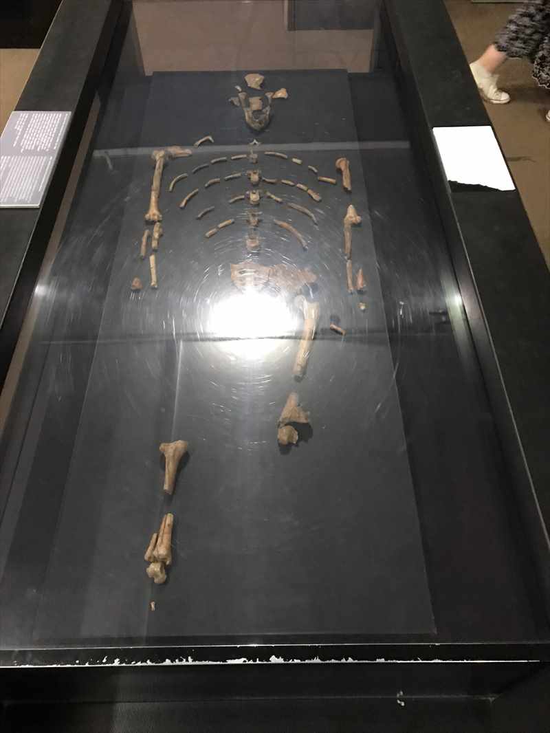 エチオピア 国立博物館 ルーシー