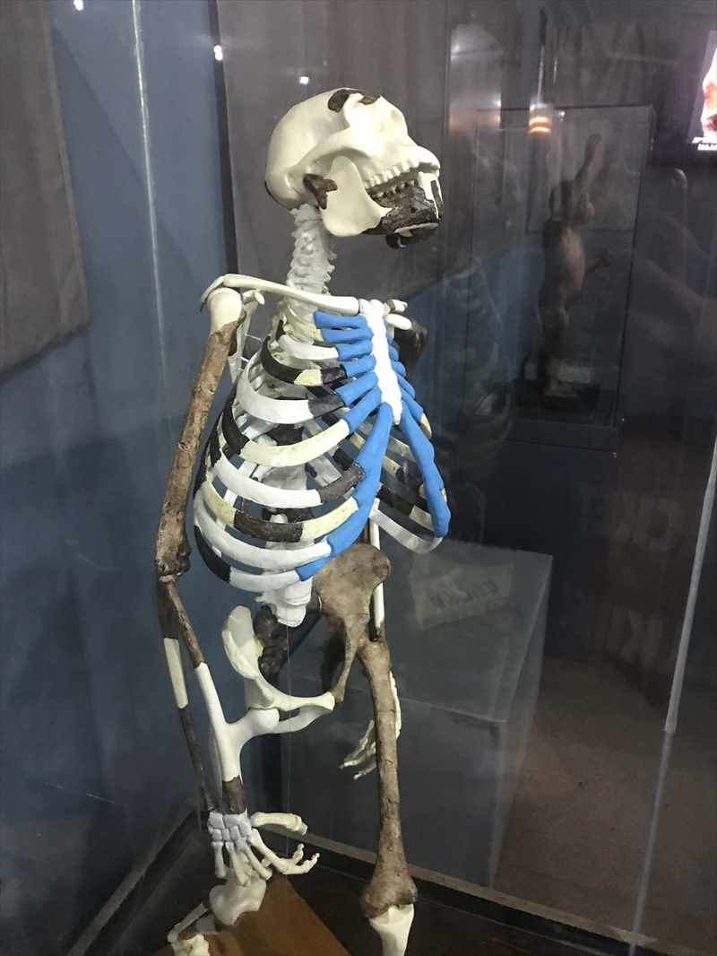 エチオピア 国立博物館 ルーシー 骨