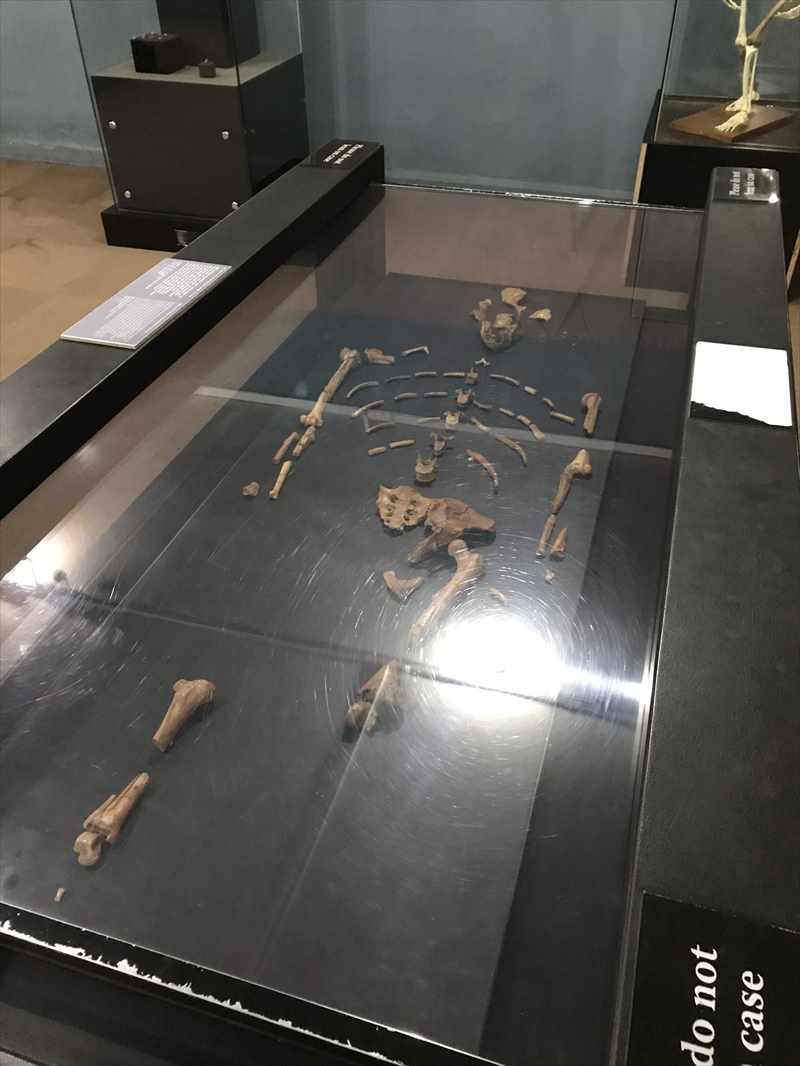 エチオピア 国立博物館 ルーシー 骨