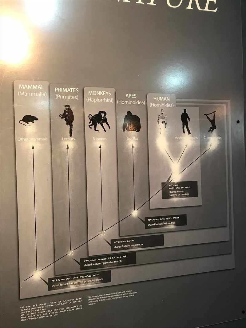 エチオピア 国立博物館 ルーシー歴史