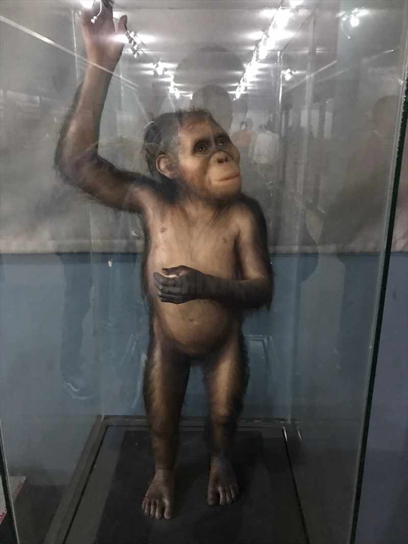 エチオピア 国立博物館 ルーシー