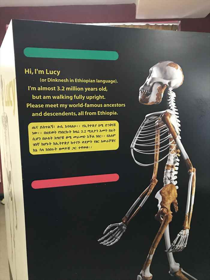 エチオピア 国立博物館 ルーシー