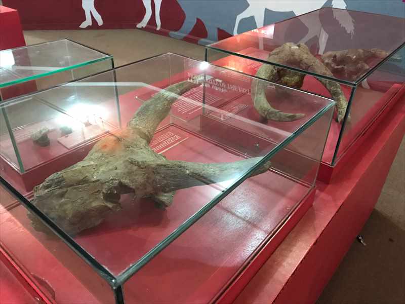 エチオピア 国立博物館 ルーシー