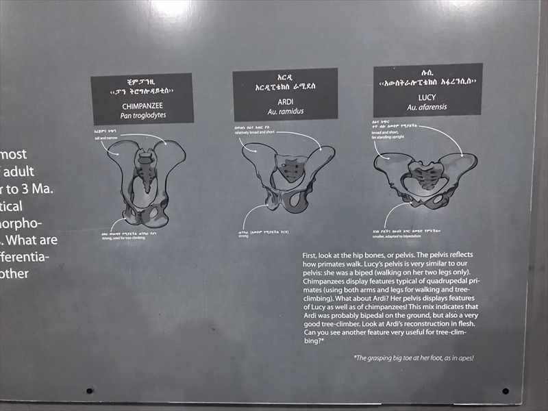 エチオピア 国立博物館 ルーシー 骨盤