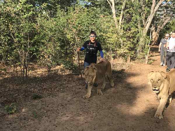 ライオン　散歩