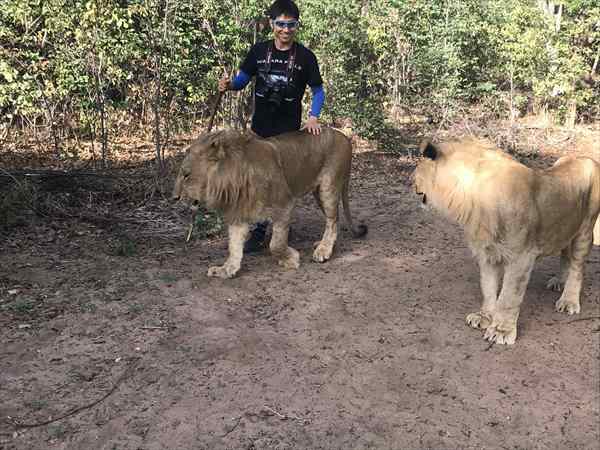 ライオン　散歩　ツアー