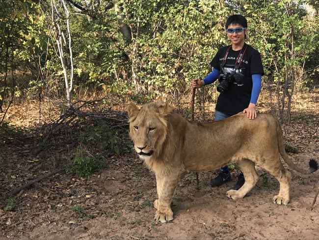 アフリカ　ジンバブエ　ライオンウォーク