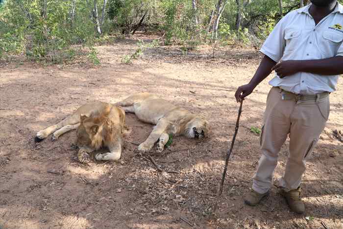 ライオンウォーク　本物