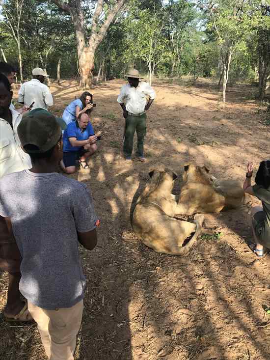 ライオン　散歩　ジンバブエ